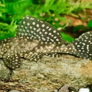 Ausverkauf L1 Goldflecken Segelschilderwels (Pterygoplichthys joselimaianus L1)